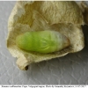 tom callimachus pupa1 volg